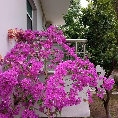 Sofia's Garden