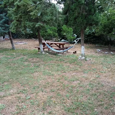 Sofia's Garden