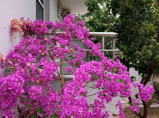 Sofia's Garden